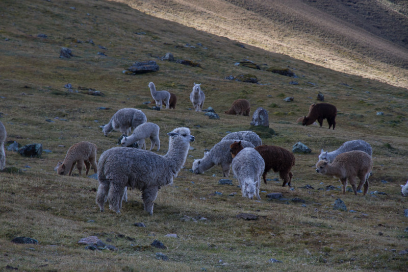 Llamas at the Lares Trek